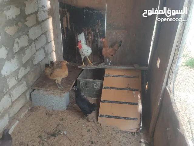 براكت دجاج واتيه