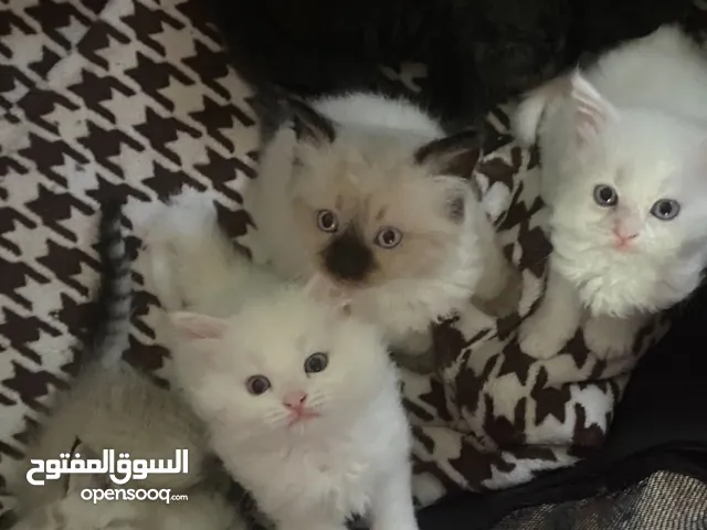 قطط مكس هملايا مع شيرازي انغورا عمر شهرين للبيع
