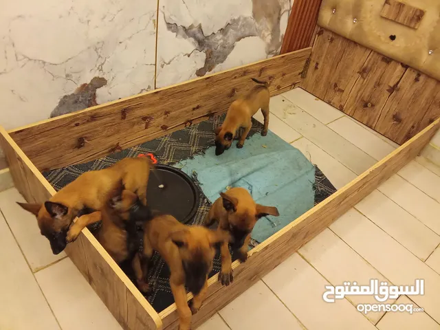 كلاب بالجيم مالينو