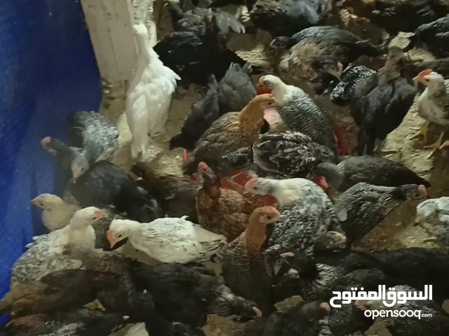 صيصان بلدي للبيع عدد 150 يأكلن العمر شهرين نضافه وصحة ما شاءالله