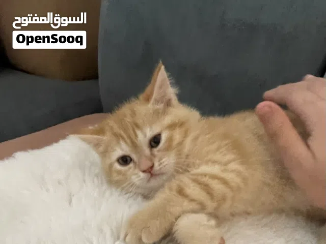 قطط ذكور للبيع