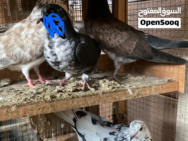 زوج كويتيات لون و لوت