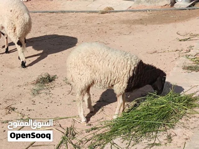 السلام عليكم ورحمه الله وبركاته  اقرأ الوصف
