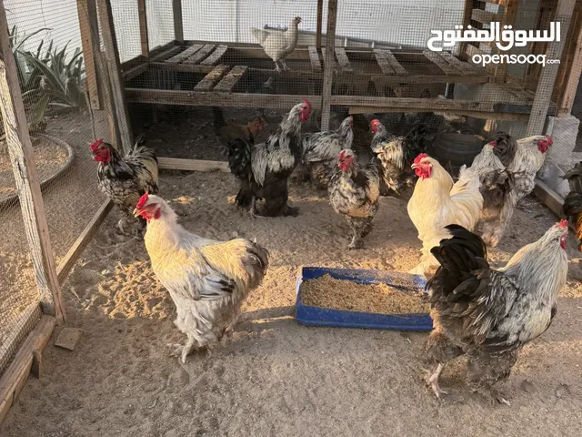 دجاج برهامه