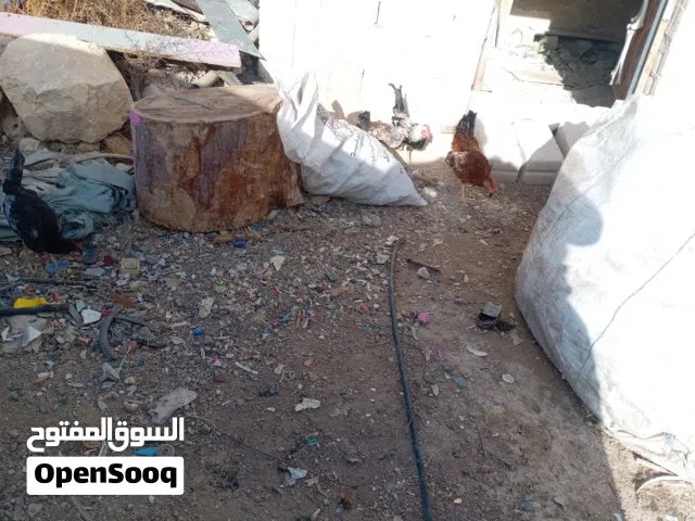 ديكين وا اربع جاجات للبيع