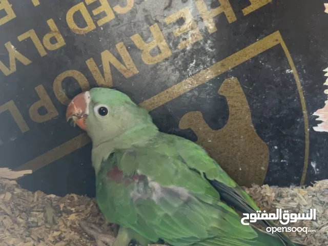 فرخ طير نيبالي