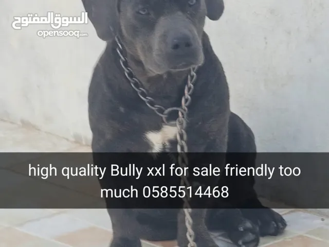 امريكان بولي ذكر عمر 5 اشهر مستوى عالي جدا أليف high quality american bully