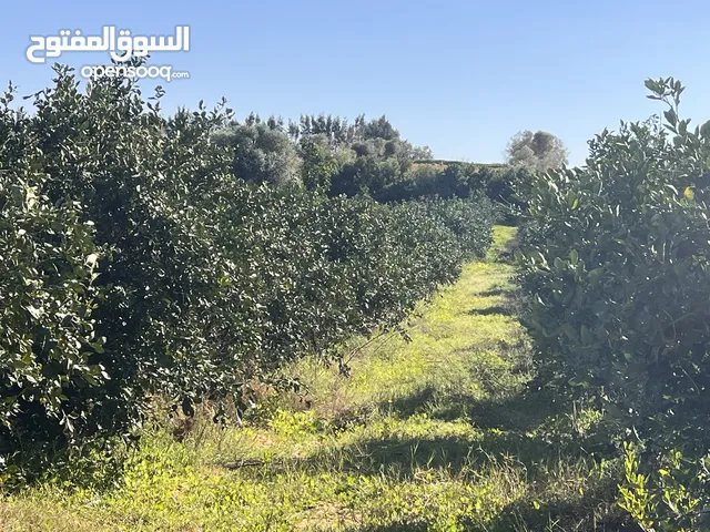 Commercial Land for Sale in Qasr Al-Akhiar Other