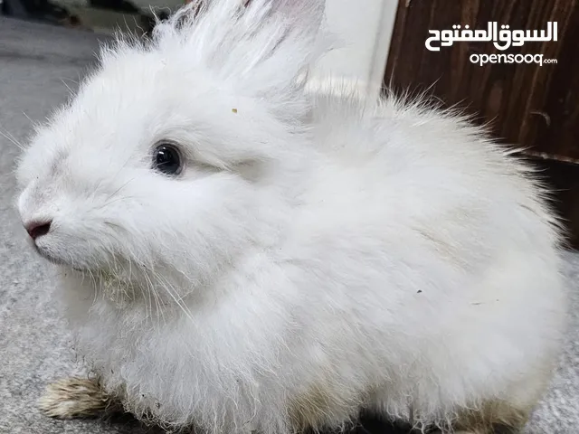 A beautiful cute rabbit