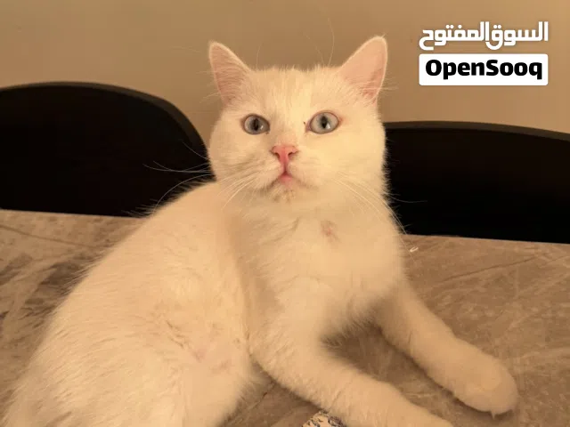 قطة شيرازي للتبني
