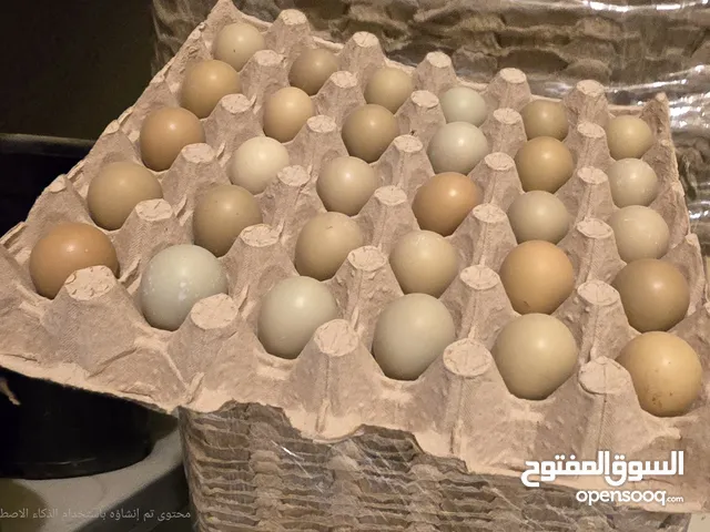 بيض فزن الافريق