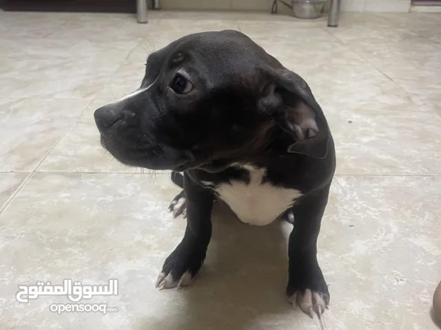 ذكر Pitbull روسي