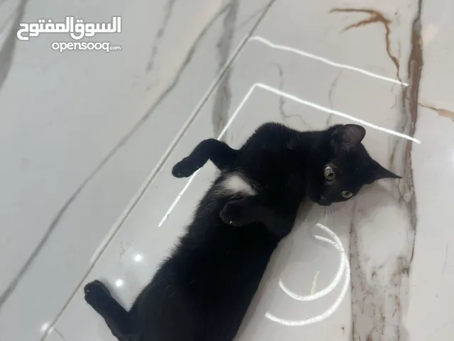 قطة للتبني