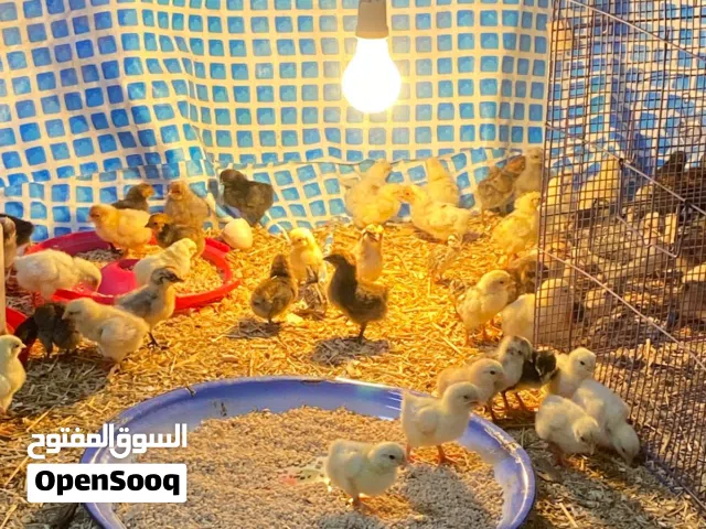 صيصان تهجين فرنسي