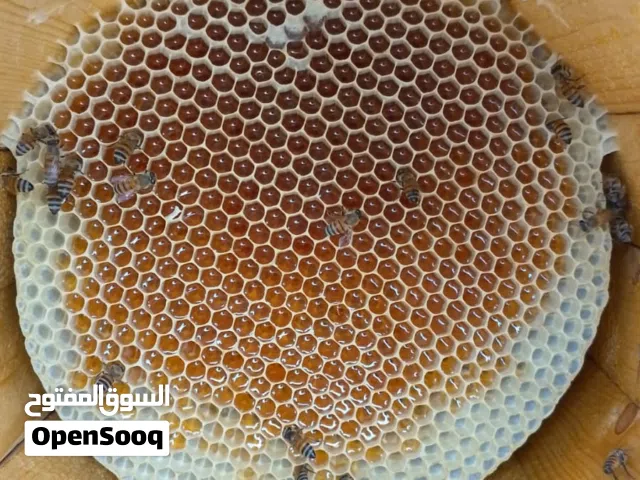 أفضل عسل طبيعي في السعودية عسل سدر وطلح أصلي من مناحل مختلف ألوانه النموذجية