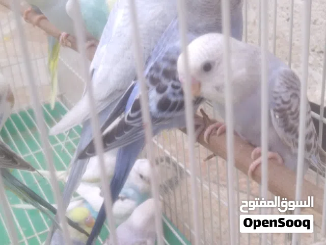 طيور حب مخاليف