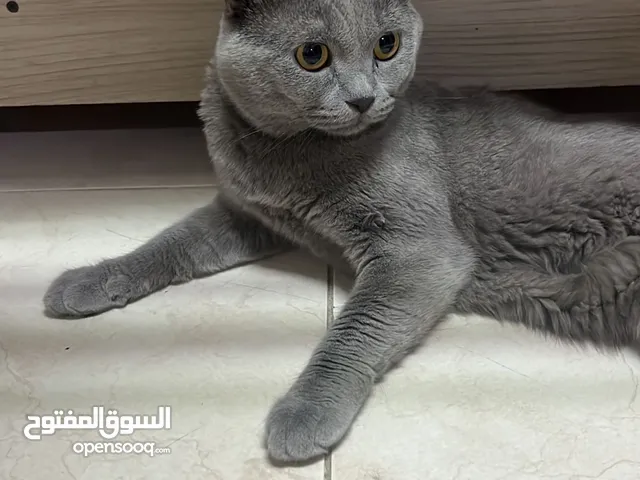 Scottish fold