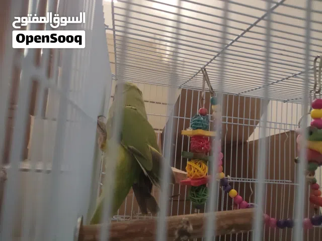 بغبغاء متوه ذكر مع قفص