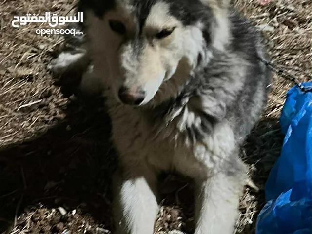 كلب هاسكي انثى بيور لونج هير