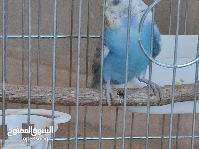 عصفور حب. ....