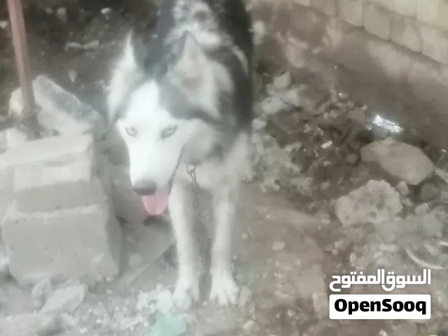 للبيع مكا ن نجف 80