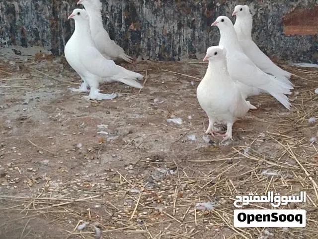 حمام لللبيع