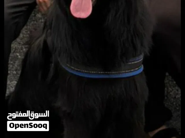 مطلوب انثي للتزاوج جيرمن شيبرد رويل بلاك
