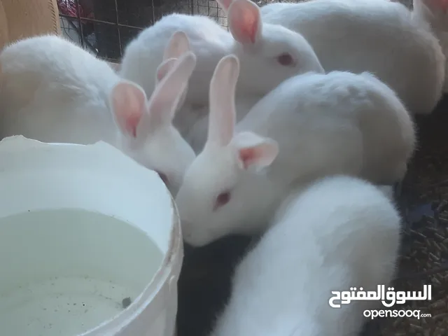ارانب فرنسيه اصلي للبيع بسعر مغري جدا