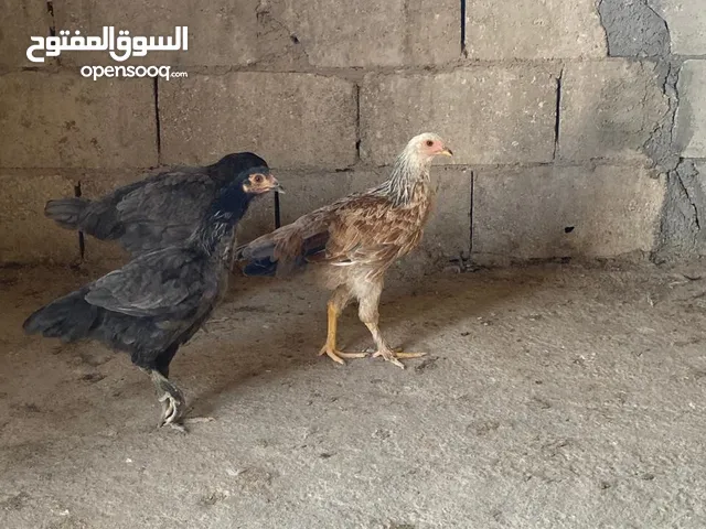 دجاج بندوق للبيع