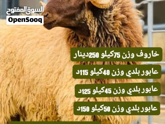 خرفان عقايق ونذور وأضاحي