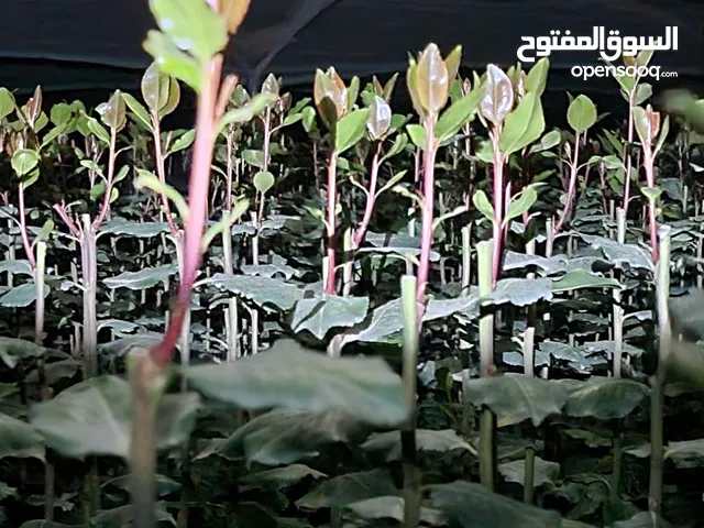 يوجدلدينا قات اصفار بلوط وافراق اصفار علا طلبك،