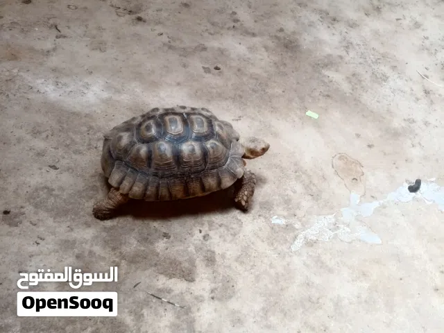 مطلوب تبديل قاب يا بقلينو رينبو معاه زوز فروخ درجه اولى ربي بارك دي زوز فروخ كوكتيل المكان عين زارا