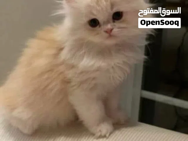 قطط ولد عمر شهرين