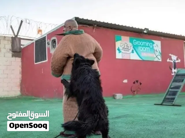 التـــدريب هــو ســر العــلاقة المـــثالية بينك وبين كلبك.   فندق الكلاب  أجنحة مريحة وآمنة