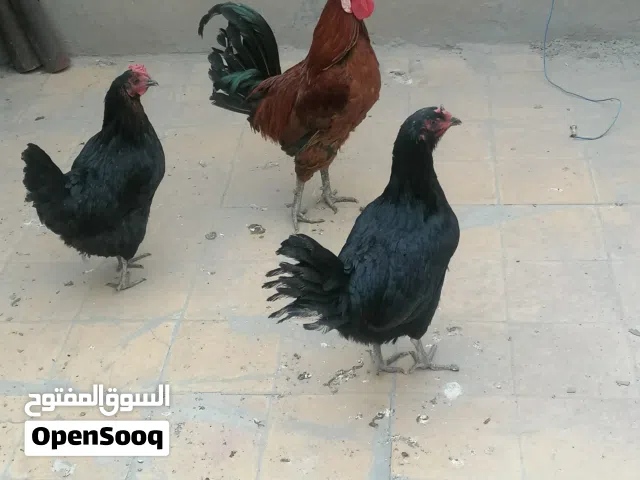 ديج ودجاجتين عرب للبيع مكان الكاظمية