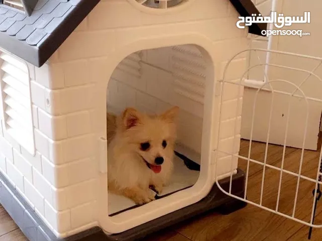 كلب بومرينيان ذكر مع جوازه وماخذ كل تطعيماته وكل شي + مع منزل