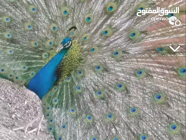 طااوس ذكر منتج عمره سنتين