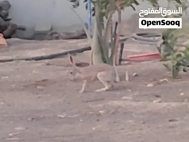 البيع ارانب بريه