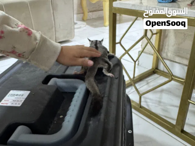 sugar glider family عائلة شوقر غلايدر