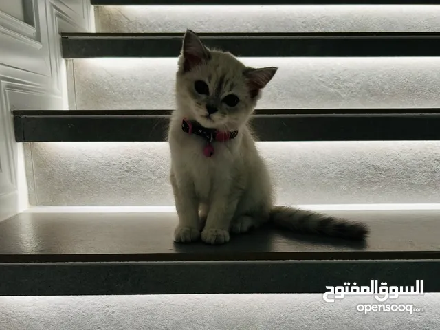 Cat name is kitty, health young and children friendly looking for a new family