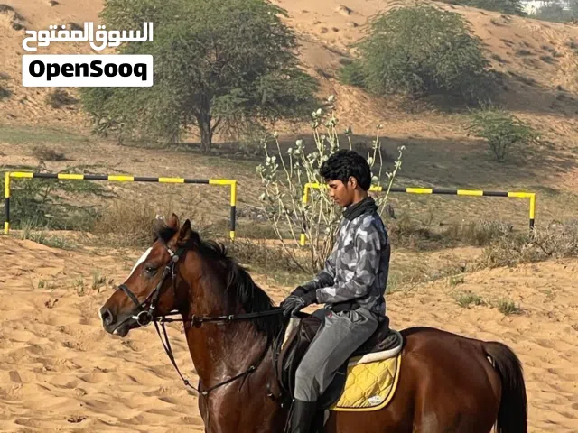 arabic stallion