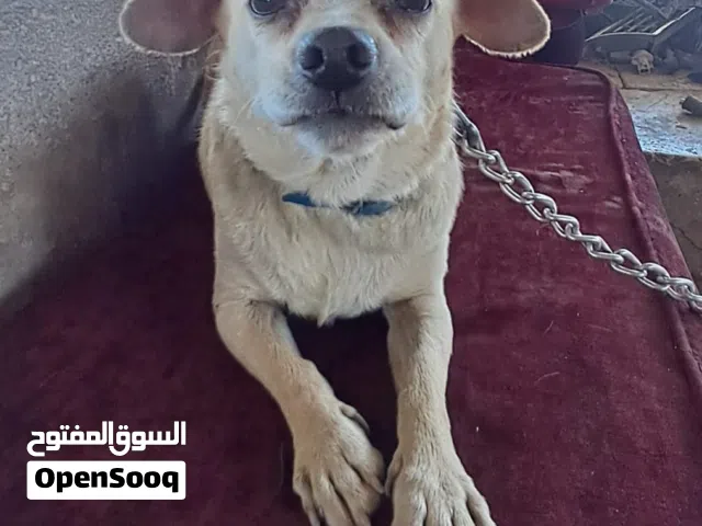 كلبه شي واوا للبيع