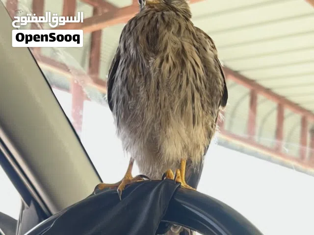 للبيع شرياص