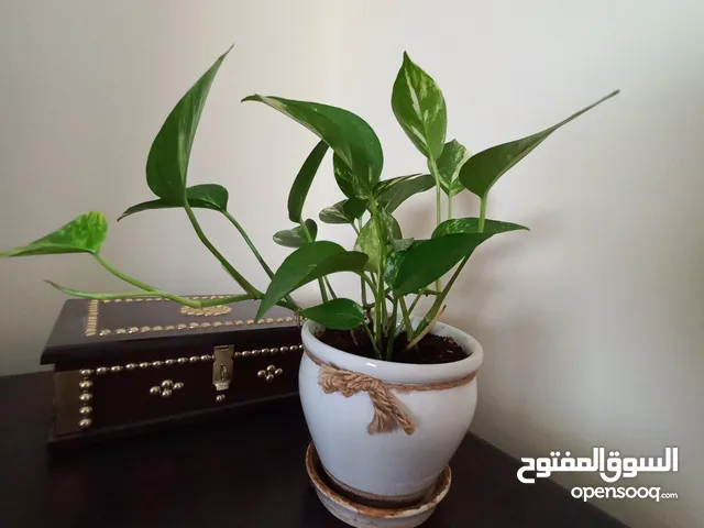 زرعة منزلية مع الوعاء Indoor plant with pot
