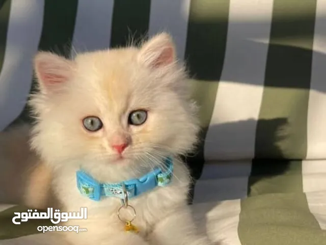 قط للتبني بشروط