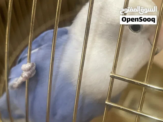 طيور 2 لوف بيرد نثيه وذكر ربوه الأزرق حبوب اكثر الثاني نفسيه شوي  قابل للمساومه ( اثنينهم )