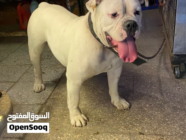 كلب بيتبول للبيع