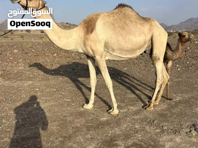 للبيع عزوف تحتها قعود ود شهرين