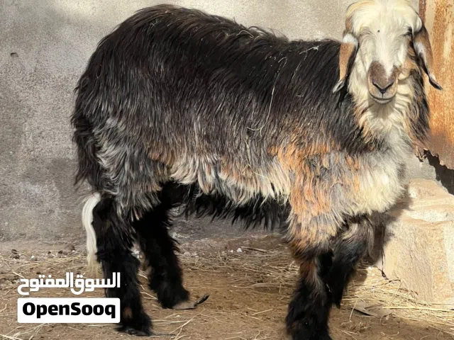 كبش تهجين نجدي