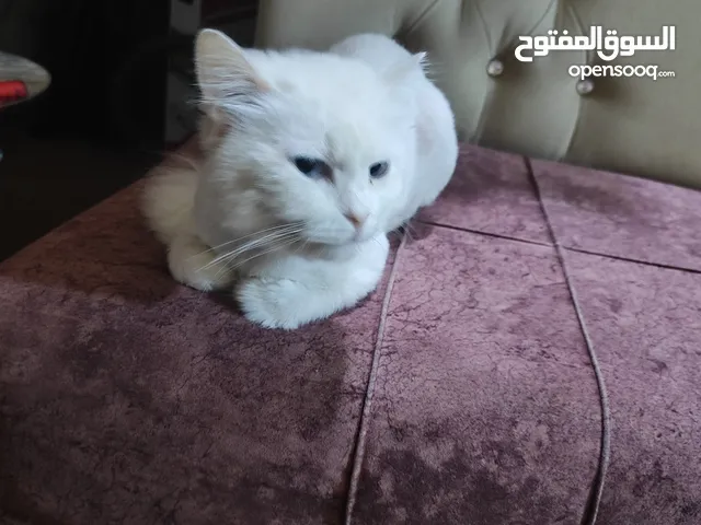 قطة شيرازي للتبني هادئة ومستعدة للتزاوج